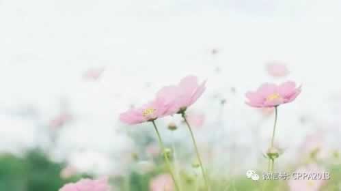在网上碰到出款不了为什么出款不了 解决方式(图)